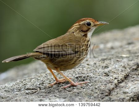 Puff-throated Babbler (pellorneum Ruficeps) The Beautiful Brown Birds Standing On The Rock