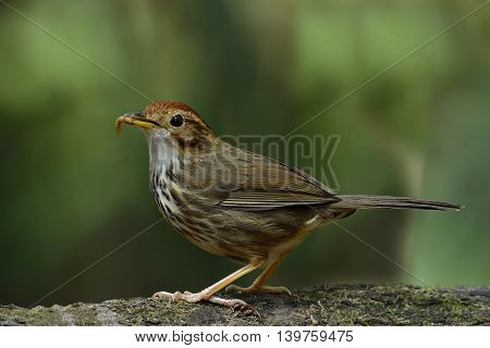 Puff-throated Babbler (pellorneum Ruficeps) The Lovely Brown Birds Standing On The Log Showing Its W
