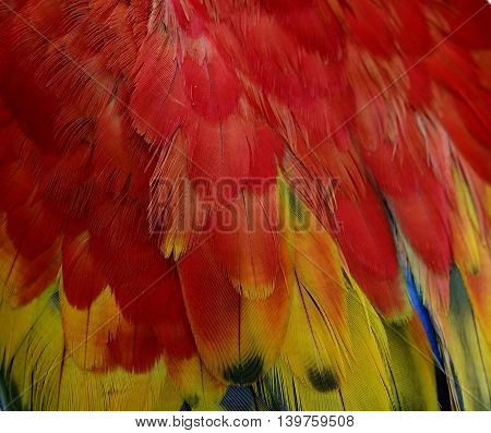Red And Yellow Background Pattern Of Scarlet Macaw Parrot's Wing, The Beautiful Texture