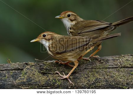 Sweet Pair Of Puff-throated Babbler (pellorneum Ruficeps) The Lovely Brown Birds Standing Together O