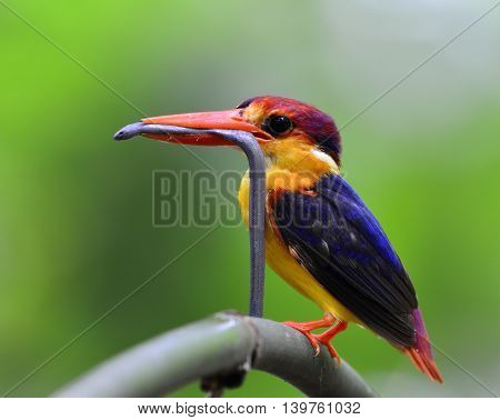 Black-backed Kingfisher (Ceyx Erithaca) a vivid orange and red bird perching on the bamboo branch carrying long small snake to feed its chicks