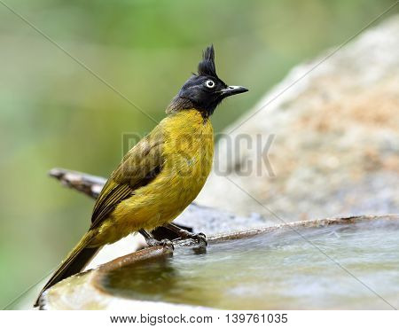 The black-crested bulbul (Pycnonotus flaviventris) the beautiful yellow bird with black head and spike air perching on the side pool