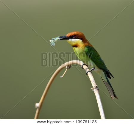 The chestnut-headed bee-eater (Merops leschenaulti) the beautiful orange head green body and blue tail bird perching on the curve branch on nice blur gackground