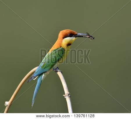 The chestnut-headed bee-eater (Merops leschenaulti) the beautiful orange head green body and blue tail bird perching on the curve branch with fly in his bills
