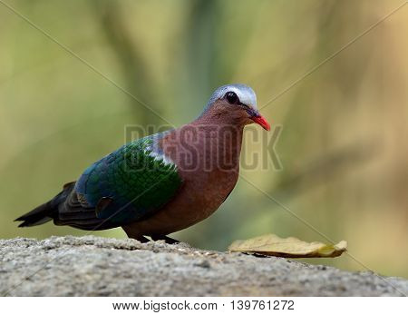 The common emerald dove (Chalcophaps indica) the colorful green bird with red bills standing behind the rock