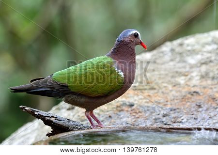 The common emerald dove (Chalcophaps indica) the colorful green bird with red bills standing behind the water pool showing its side feathers