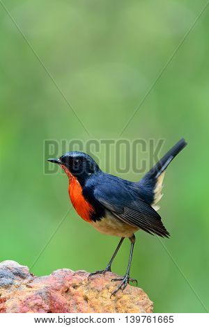 The Firethroat (luscinia Pectardens) David Orange-throated , The Beautiful Grey Bird With Fire Look