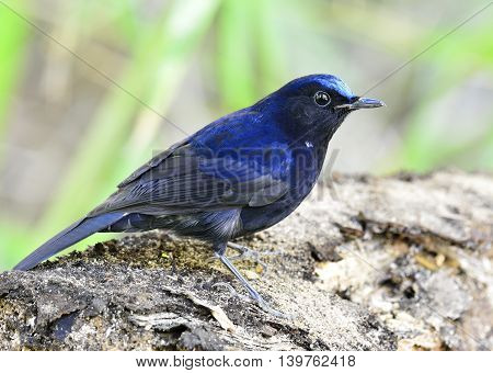 The White-tailed Robin (cinclidium Leucurum), The Beautiful Dark Blue Bird Standing On The Wooden, E