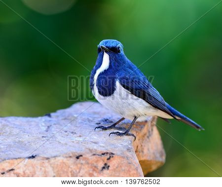Ultramarine Flycatcher Or White-browed Blue Flycatcher (ficedula Superciliaris) Beautiful Little Blu