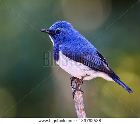 Ultramarine Flycatcher Or White-browed Blue Flycatcher (ficedula Superciliaris) The Beautiful Blue B