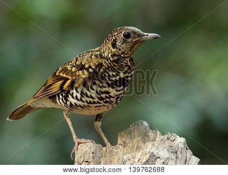 White Thrush (zoothera Aurea) Or Scaly Thrush (zoothera Dauma) The Beautiful Camouflage Ground Bird