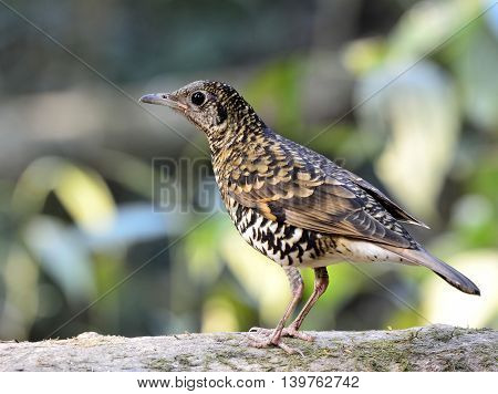 White Thrush (zoothera Aurea) Or Scaly Thrush (zoothera Dauma) The Beautiful Camouflage Ground Bird
