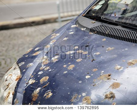 hood of car with lot of bird droppings, bad parking concept close up