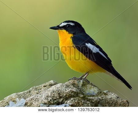 Yellow-rumped Flycatcher (ficedula Zanthopygia) The Beautiful Black Bird With Yellow Belly And Rump