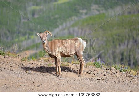 Big Horn Sheep Has Only One Horn In Mount Washburn Hiking Trail, Yellowstone National Park Wy