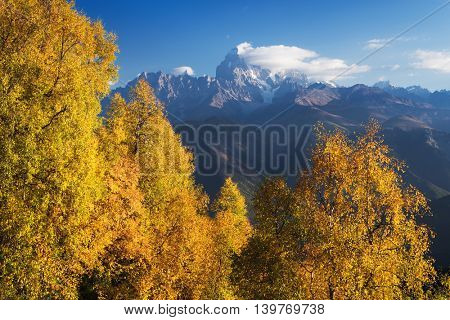 Autumn landscape. Top Ushba in clouds. Birch forest on the hillside. View from Mount Mkheer. Main Caucasian ridge. Zemo Svaneti, Georgia 