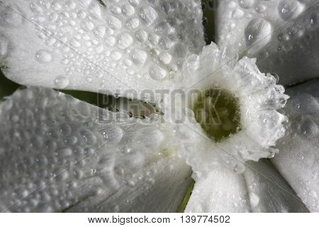 Closeup of wild flowerWhite campion with water droplets