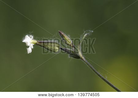 Wild flowerWhite campionSilene alba on green background