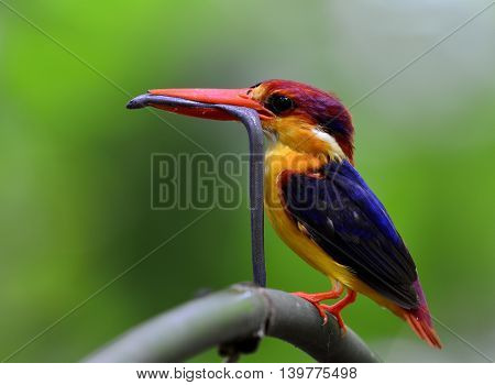 Black-backed Kingfisher (ceyx Erithaca) A Vivid Red And Orange Bird With Dark Blue On Its Wings Perc