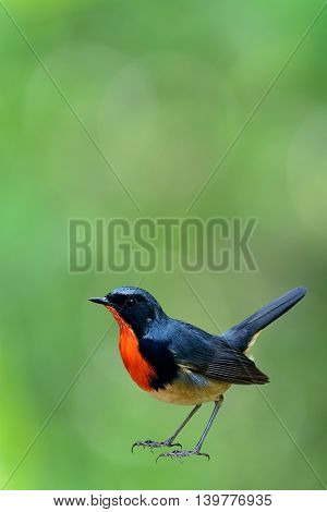 Firethroat (luscinia Pectardens) Or Pere David Orange-throated , The Beautiful Grey Bird With Fire L