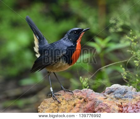 Firethroat (luscinia Pectardens) The Beautiful Grey And Blue Bird With Fire Look On His Chest Standi