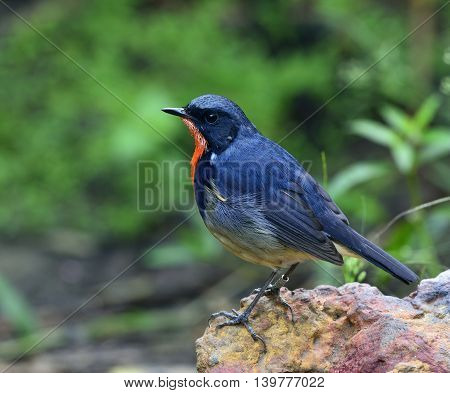 Firethroat (luscinia Pectardens) The Beautiful Grey And Blue Bird With Fire Look On His Chest Standi