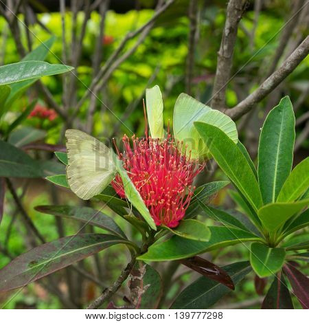The Lemon Emigrant butterfly on red flower