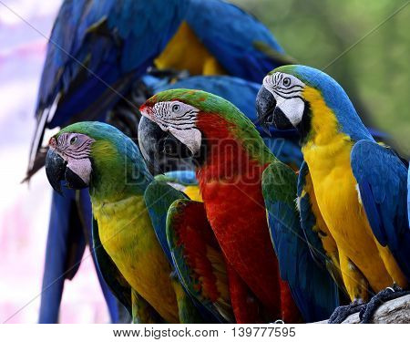 Lovely Macaw Birds Sitting Together, Buffon's, Harliquin And Blue-and-gold Macaw Parrot Birds