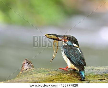 Male Of Blue-banded Kingfisher (alcedo Euryzona) The Beautiful Striped Blue Bird Carrying Frog In Hi