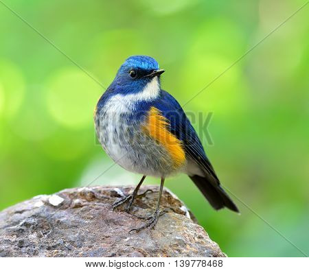 Male Of Himalayan Bluetail (tarsiger Rufilatus) The Beautiful And Chubby Blue Bird Perching On The R