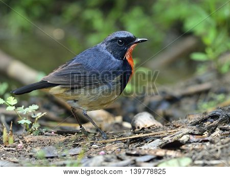 Red neck bird firethroat (Luscinia pectardens) the beautiful grey and blue bird with fire corlor on his chest fully standing beside the pool