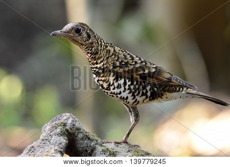 White Thrush (zoothera Aurea) Or Scaly Thrush (zoothera Dauma) The Beautiful Camouflage Ground Bird