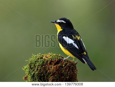 Yellow-rumped Flycatcher (ficedula Zanthopygia) The Beautiful Black Bird With Yellow Belly And Rump