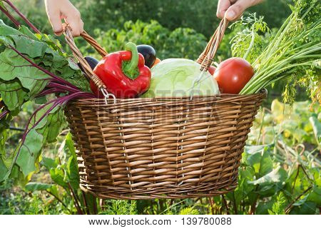 Vegetables in basket on garden in famaly hands