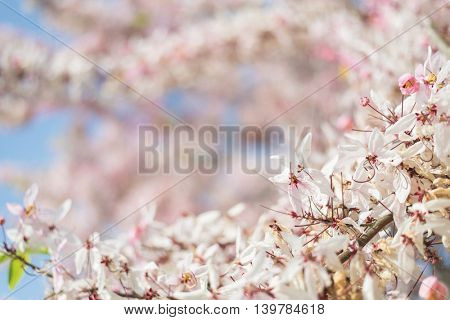 Cassia bakeriana tree with pink flowers, also called Thailand Sakura