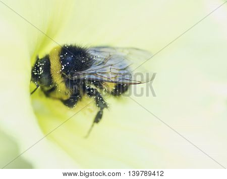 bumblebee collects nectar on a flower plants of meadows and fields   - blooming  mallow, marshmallow, stock-rosemacro, closeup