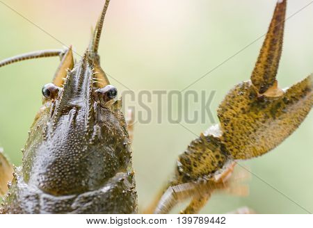arthropods crustaceans cancer    the view from the back    claw closeup
