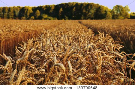golden ripe ears of wheat ripened for harvest photo for micro-stock
