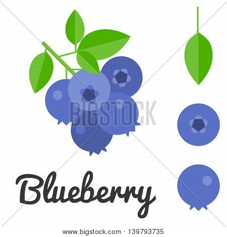 Vector blueberry with leaf, flat design with blueberry text