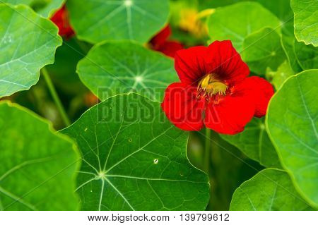 Beautiful Nasturtium Flowers Growing And Blooming In Garden