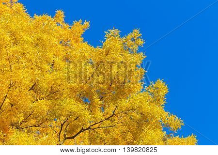 Vibrant fall yellow golden tree foliage on blue sky