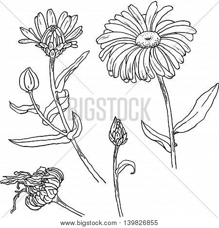 Hand drawn sketch of primula, primrose with flowers, buds, leaves. Vector format