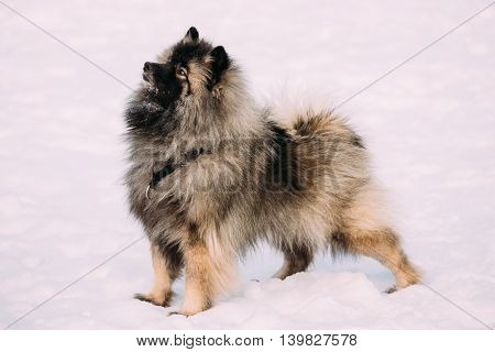 Pretty Young Keeshond, Keeshonden dog play in snow, winter season. Sunny day