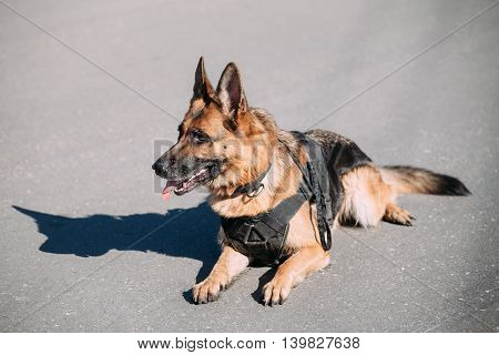 Brown German Sheepdog Alsatian Wolf Dog Sitting On Road In Sunny Day