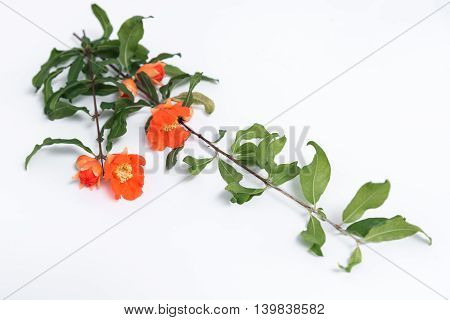 Orande Pomegranate flowers on isolate  white background