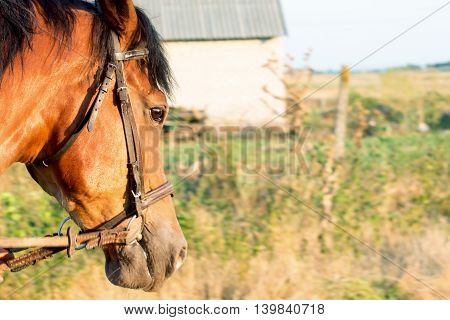 Bown yong Horse head on country background