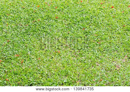 Grass background in Bhuddhamonthon garden Nakhon Pathom Thailand
