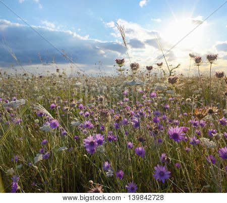 xeranthemum annuum flowers on field, in summer time