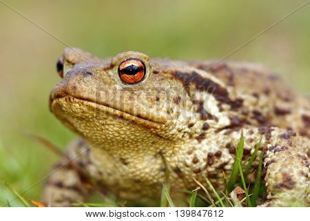 portrait of brown common toad ( Bufo bufo ) macro shot