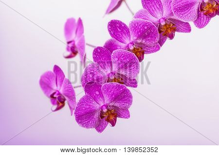 Blooming violet orchid branch flowers on blurred background